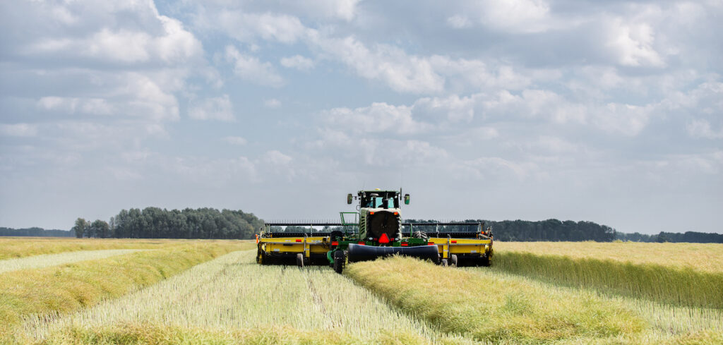 Swathing a field of canola seed for expeller-pressed oil processing