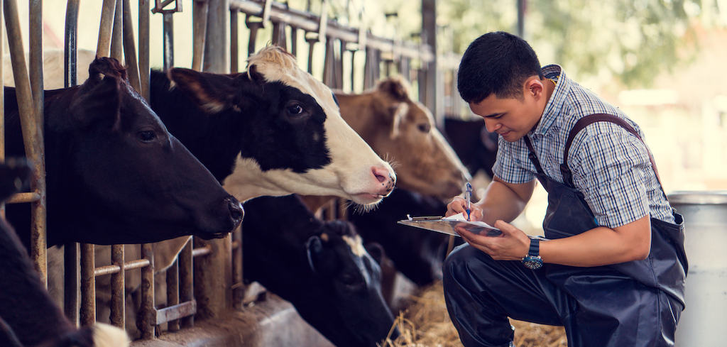 Farmer evaluating the health of cows