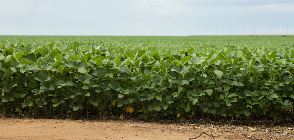 Soybean plantation showing dirt, plans, and clear skies