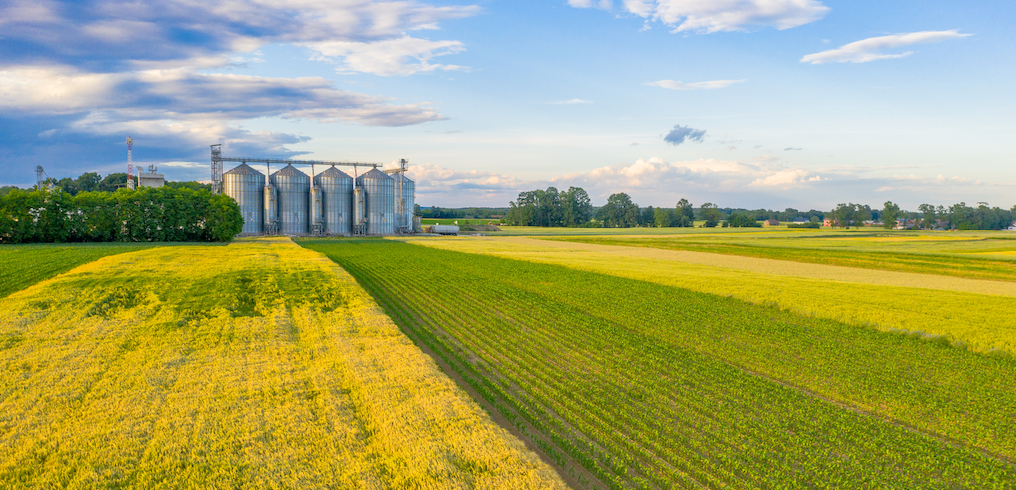 Rapeseed agricultural field with silo grains in the background