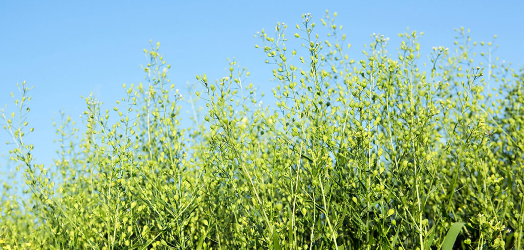 Camelina