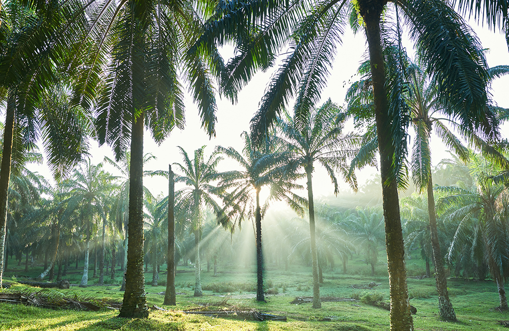 Anderson International Palm oil vs. palm kernel oil
