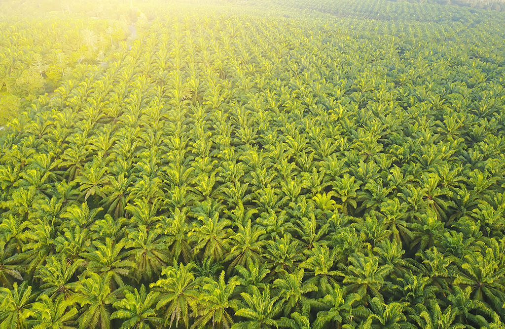 Anderson International The Keys to Pressing Virgin Coconut Oil