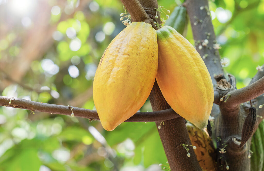 Anderson International cocoa bean processing