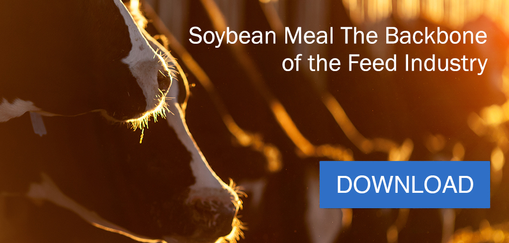 soybean meal is the backbone of the feed industry