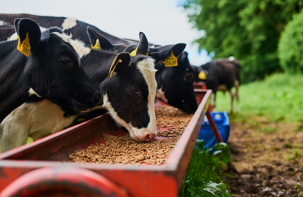 Anderson International soybean meal