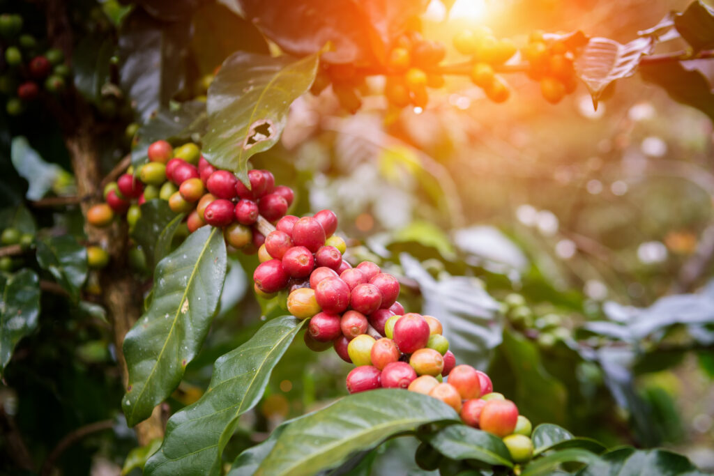 Coffee Bean Processing