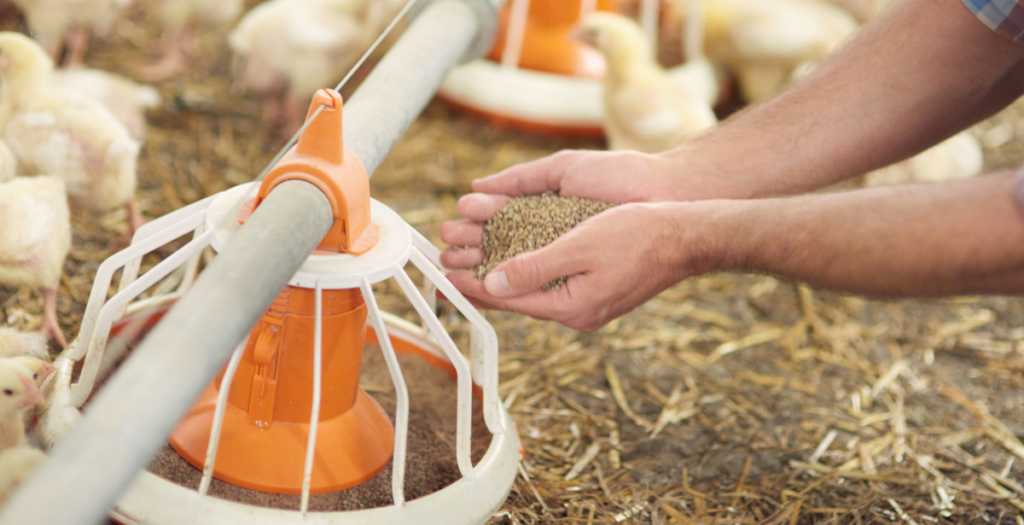 Comparing the Poultry Nutrition Needs of Broilers vs. Layers
