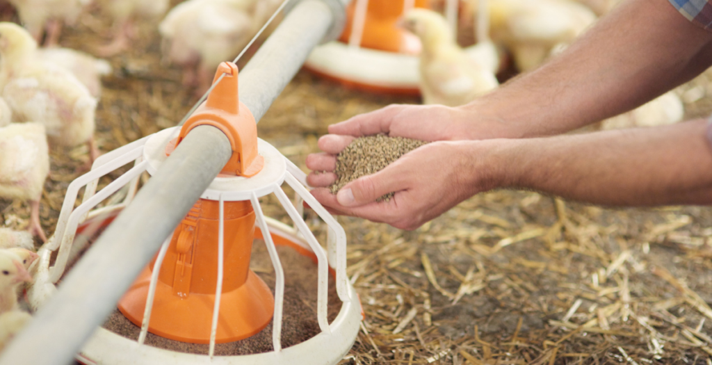 Anderson Poultry Chicken Broilers vs. Layers Feed Nutrition